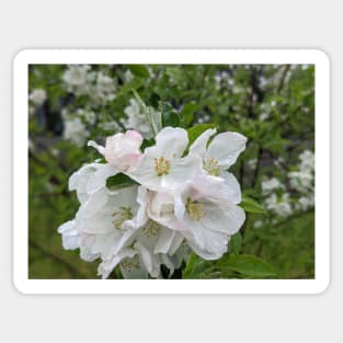 Wet White Tree Flowers 1 Sticker